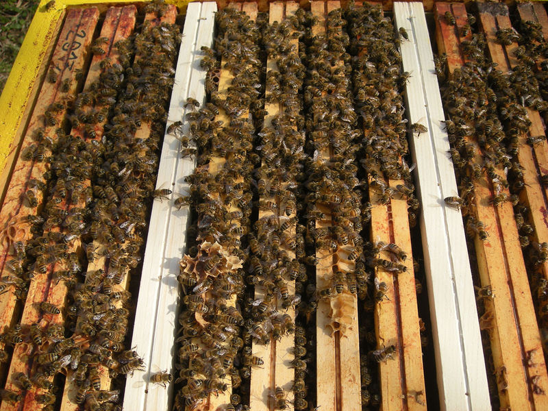 La ruche Sololbe Mouque